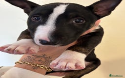 English Bull Terrier dogs for sale: Champion line bull terriers  - Image 20