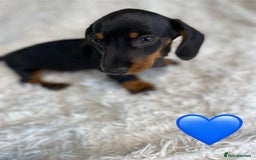 Miniature Dachshund dogs for sale: Miniature duscuhund  - Image 9