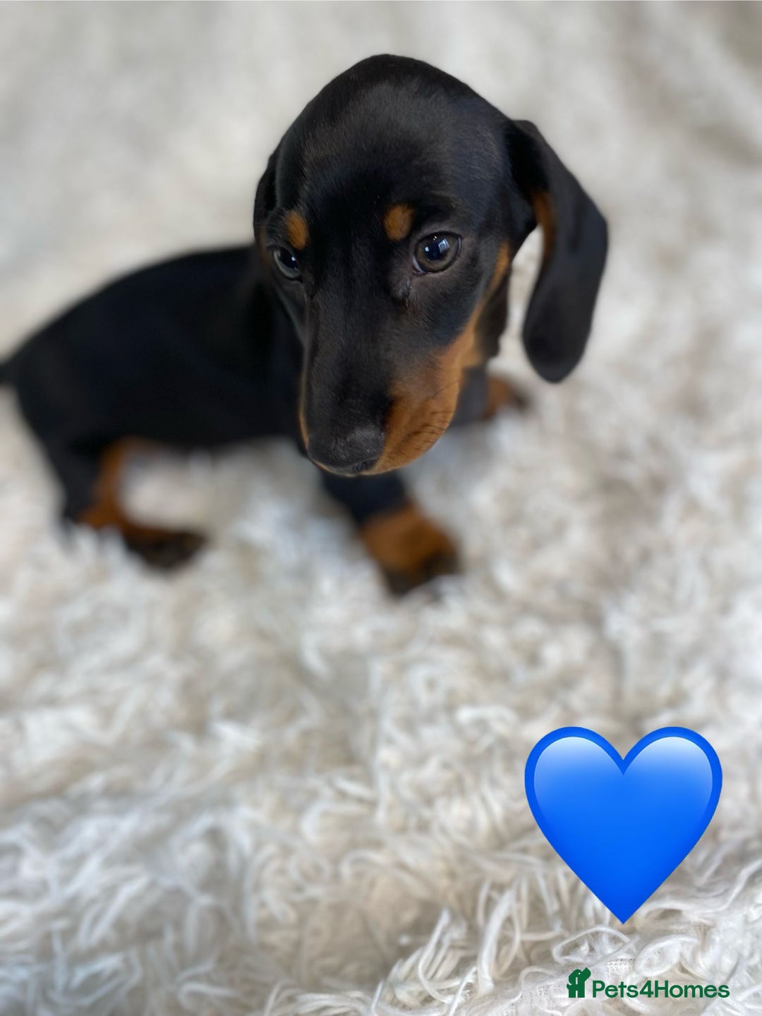 Miniature Dachshund dogs for sale: Miniature duscuhund  - Image 9