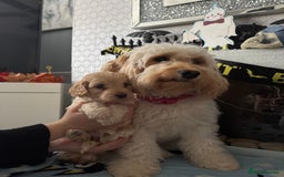 Cockapoo dogs for sale: Cockapoo puppies for sale  - Image 4