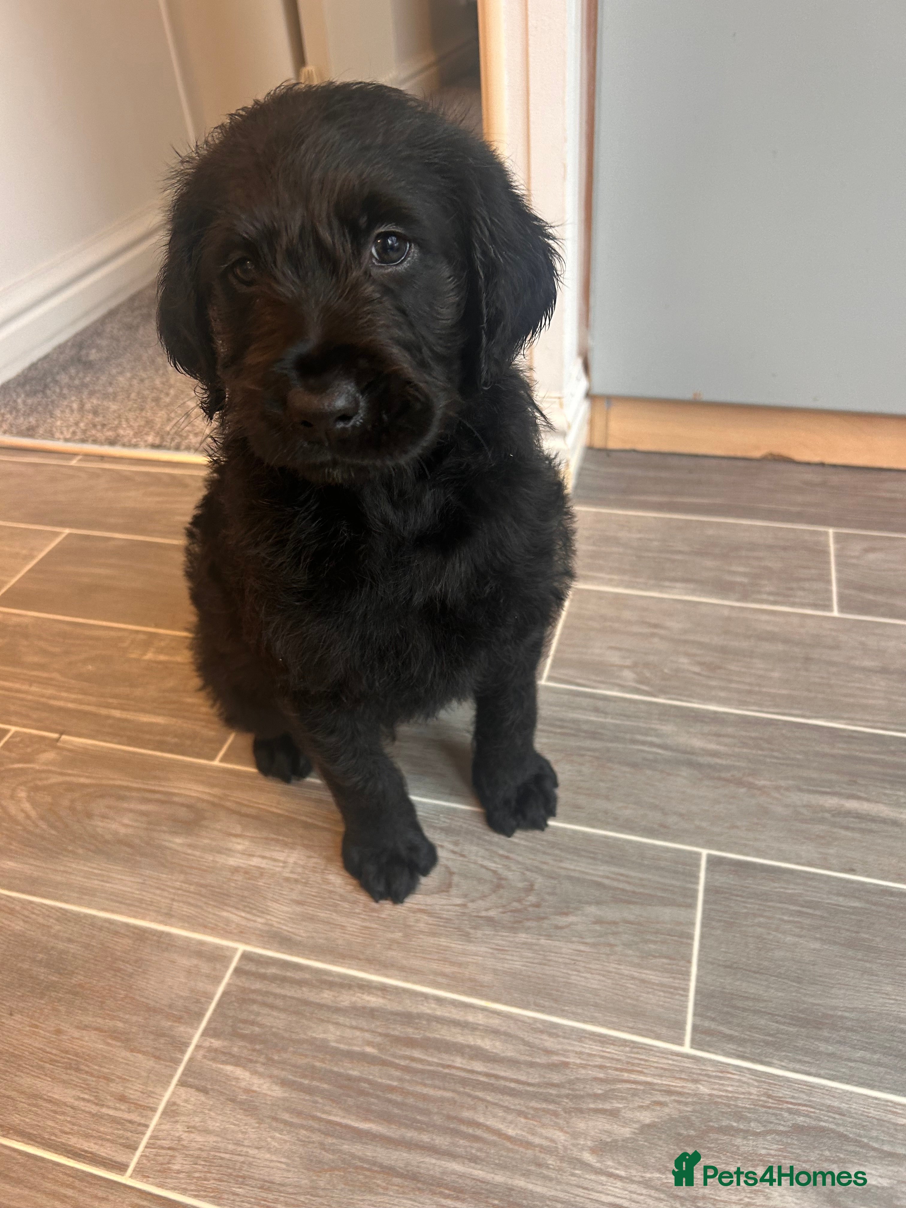 Labradoodle dogs Labradoodle puppy’s!  - Advert 4