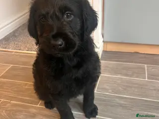 Labradoodle dogs Labradoodle puppy’s! - Advert 4