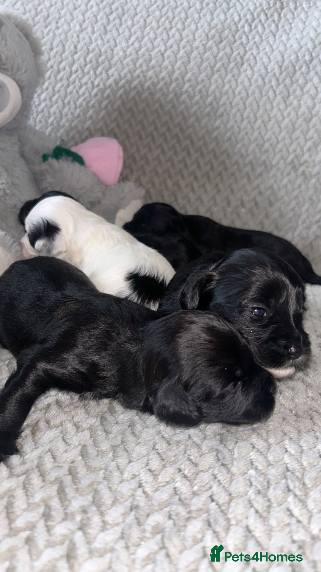 Shihpoo dogs for sale: Gorgeous Toy Shihpoo puppies - Image 17