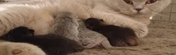 Scottish Fold cats for sale: Stunning TICA Scottish fold and straight kittens   - Advert 5
