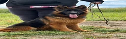 German Shepherd dogs for sale: Beautiful German shepherd female  - Advert 3