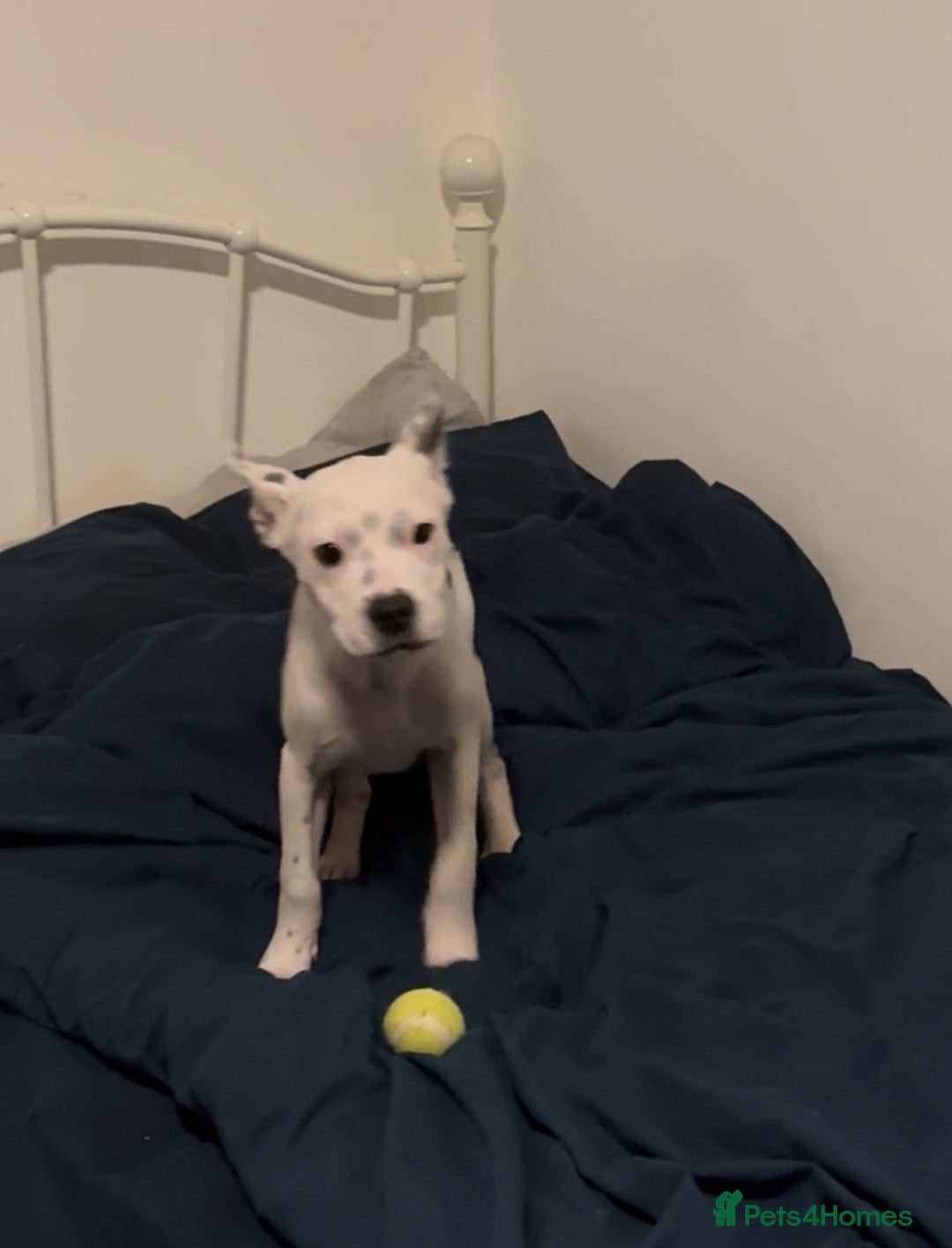 Staffordshire Bull Terrier dogs for sale: Staffordshire Bull Terrier Male Puppy - Image 4