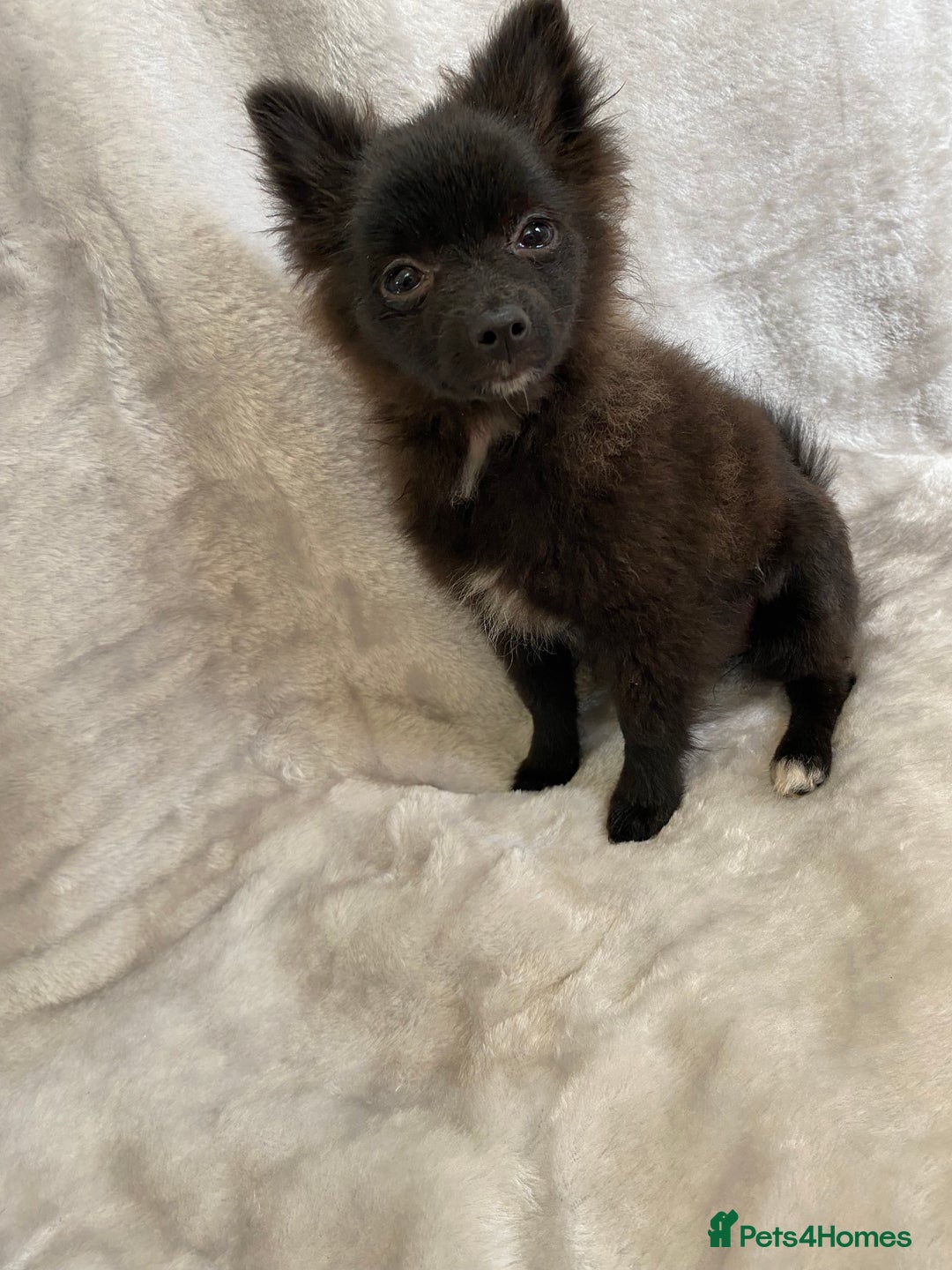 Pomeranian dogs for sale: 💕Beautiful Black Pomeranian Girl💕 - Image 6