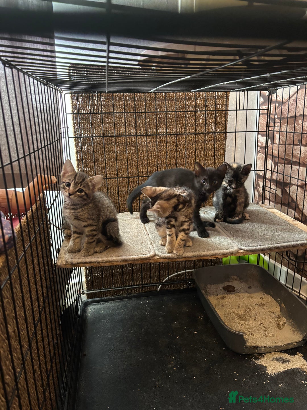 Mixed Breed cats for sale: Bengal cross kittens - Image 7