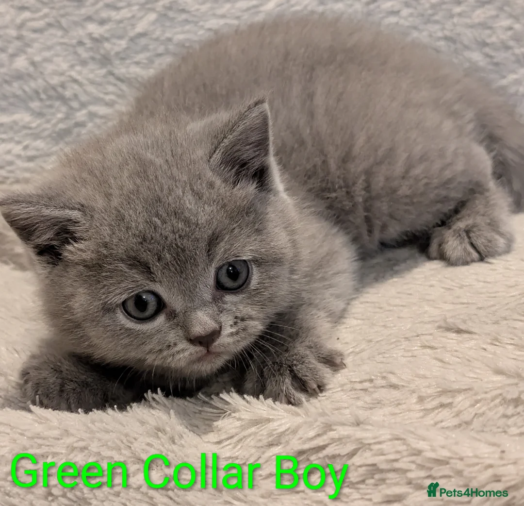 British Shorthair cats for sale: 🐾 Stunning Blue British Longhair & Shorthair  - Advert 9
