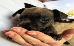 Mixed Breed dogs for sale: French Bulldog x Staffie Puppies - Rare colours - Image 10