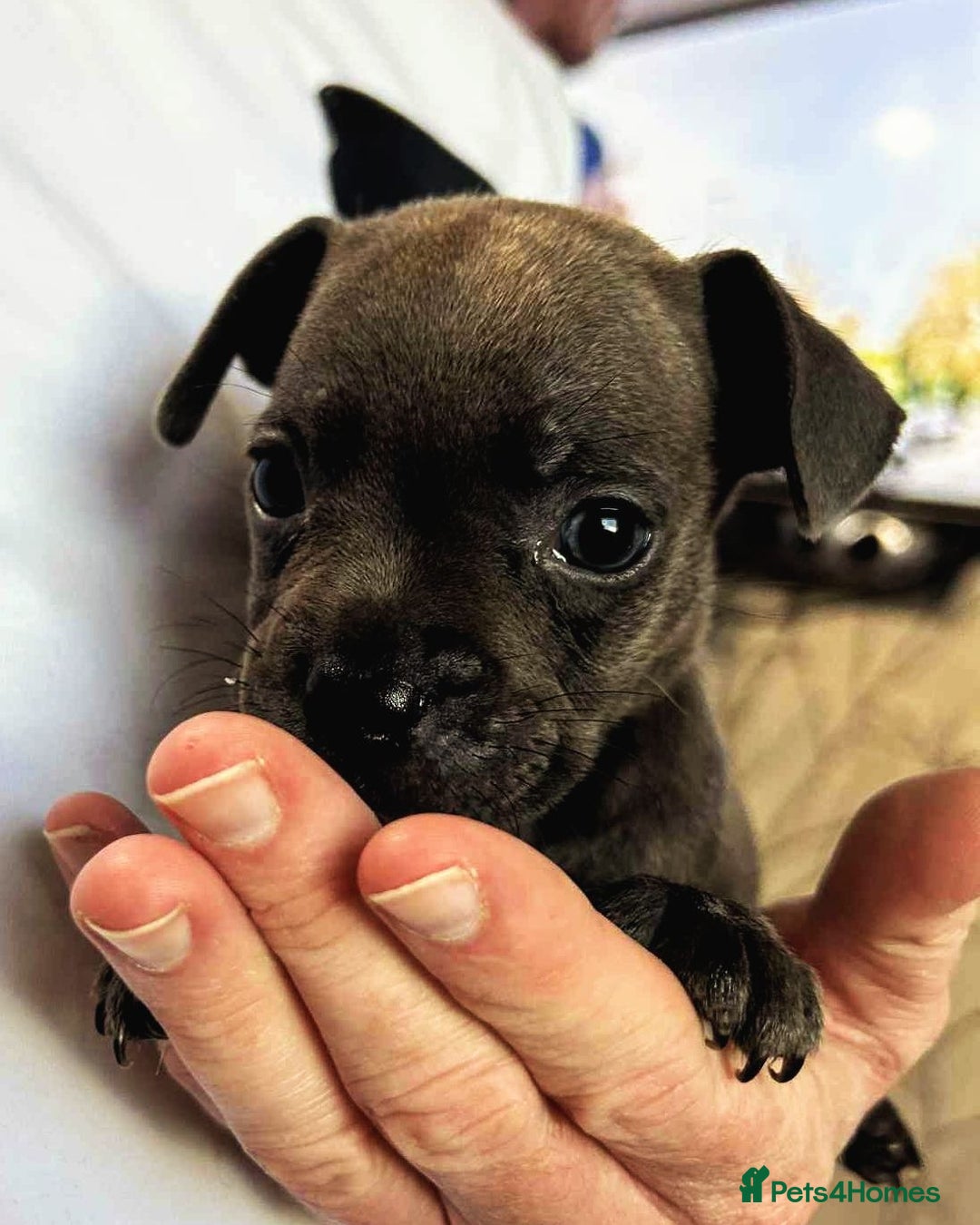Mixed Breed dogs for sale: French Bulldog x Staffie Puppies - Rare colours - Image 10
