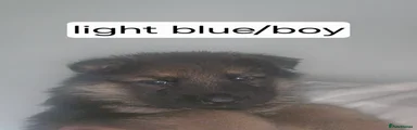 German Shepherd light blue