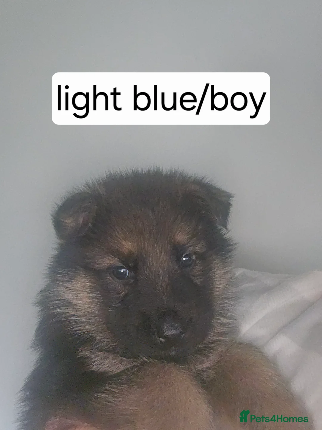 German Shepherd dogs for sale: German puppies - Advert 9