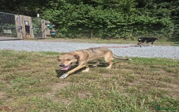 Mixed Breed dogs for adoption: Minnie - Norwich Norfolk  - Image 8