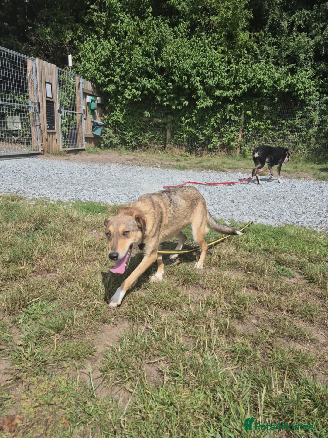 Mixed Breed dogs for adoption: Minnie - Norwich Norfolk  - Image 8
