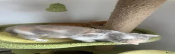 British Shorthair cats for sale: 🐻 British Shorthair Kittens TICA REG 1 Left 🐻 - Advert 2