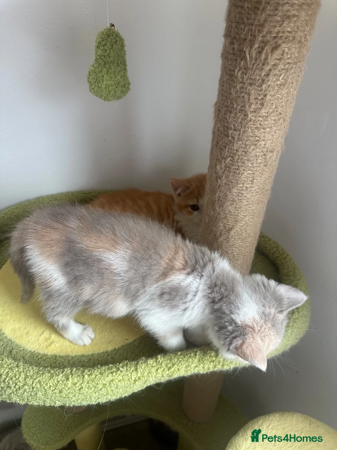 British Shorthair cats for sale: 🐻 British Shorthair Kittens TICA REG 1 Left 🐻 - Advert 2