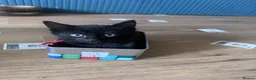 Domestic Shorthair cats for sale: Kittens for sale in Reading - Advert 2