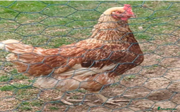 Chickens poultry for sale: 3 gorgeous hybrid hens - Image 4