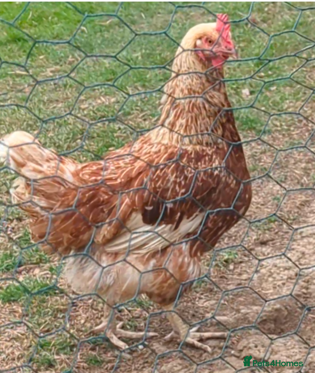 Chickens poultry for sale: 3 gorgeous hybrid hens - Image 4