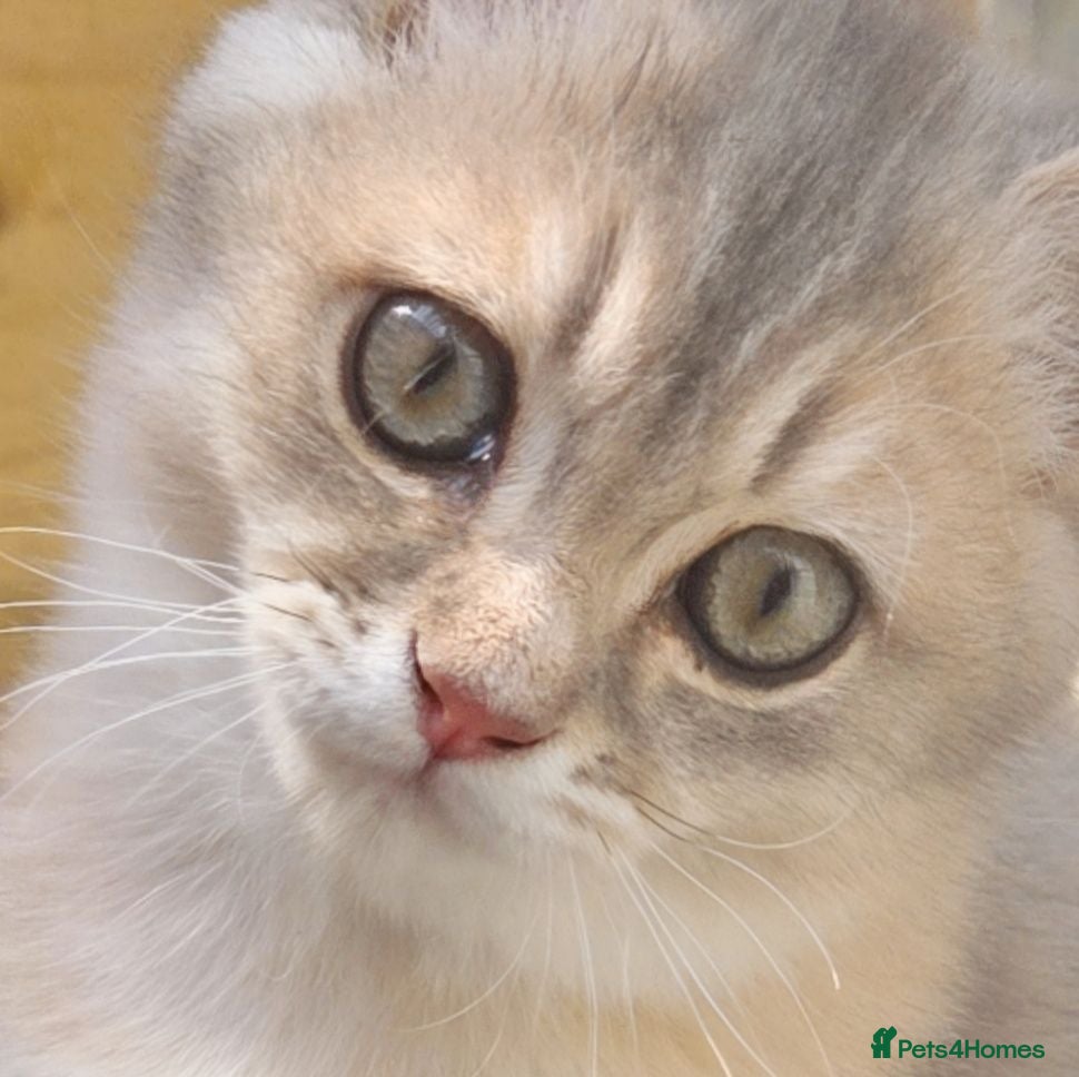 British Shorthair cats 💎 Blue Golden Sweetie 🍬🧸Ready to leave now 🥰🏡 - Advert 10