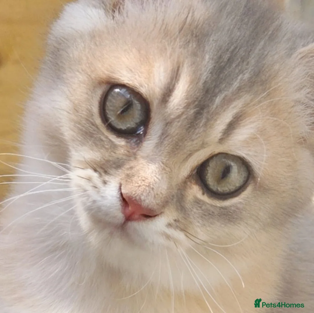 British Shorthair cats for sale: 💎 Blue Golden Sweetie 🍬🧸Ready to leave now 🥰🏡 - Advert 1