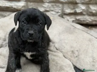 Presa Canario dogs Pure Elite!! 🏆Champion Blood presa Canario pups!! - Advert 1