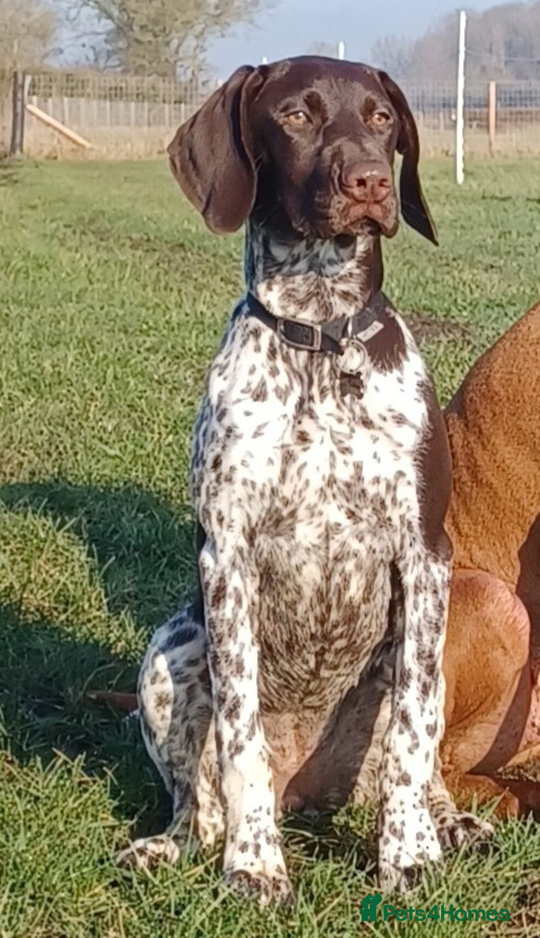 German Shorthaired Pointer dogs for sale: GSP Litter due 12th August  - Image 5
