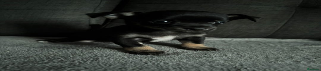 Chihuahua Female 3