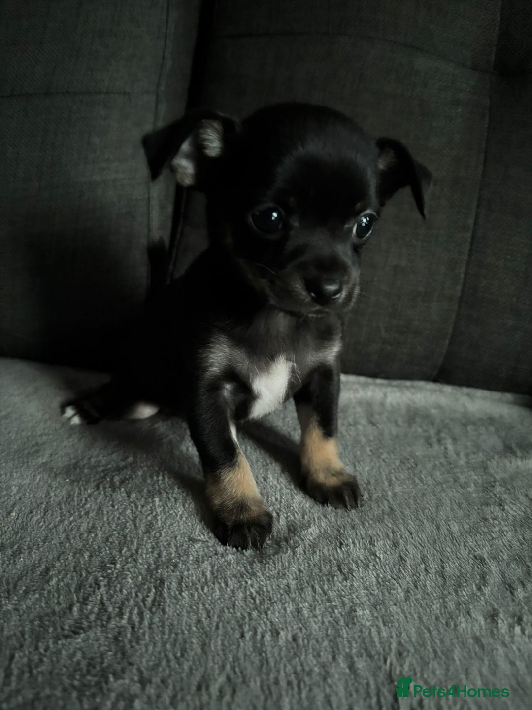 Chihuahua dogs for sale: Chihuahua Puppies For Sale Eastbourne  - Image 13