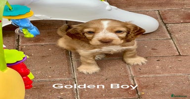Cocker Spaniel dogs - Advert 7