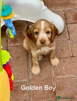 Cocker Spaniel dogs - Advert 14