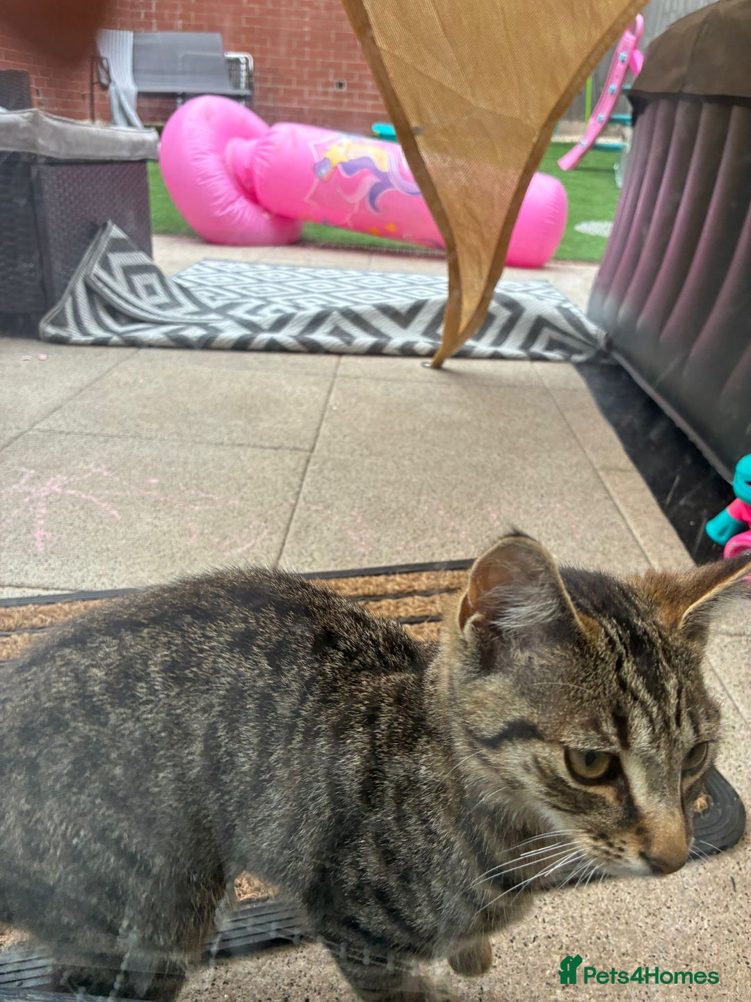 British Shorthair cats for sale: Female kitten zuzu 12 weeks old  - Image 1