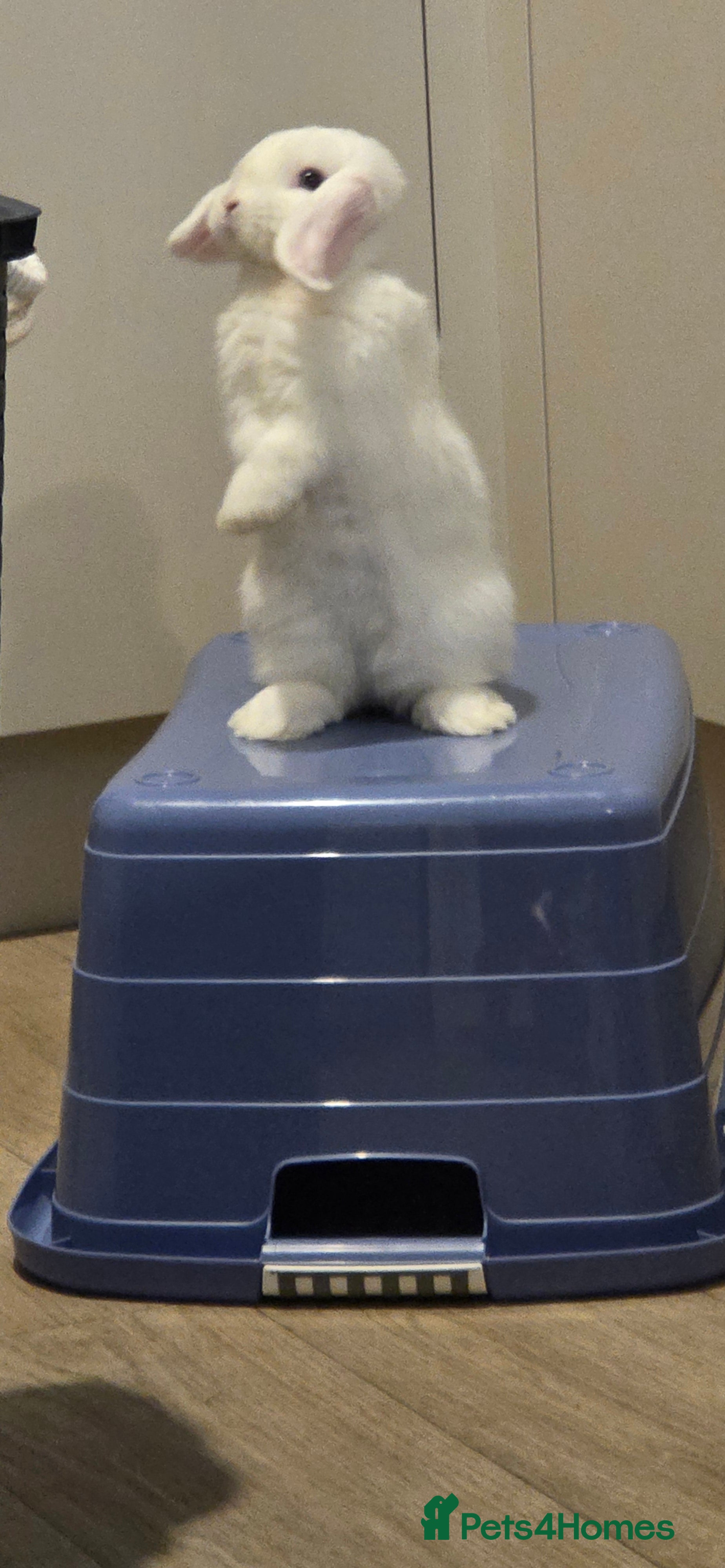 Mini Lop rabbits 2 mini lop rabbits  - Advert 8