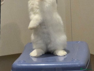 Mini Lop rabbits 2 mini lop rabbits - Advert 3