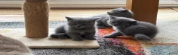British Shorthair cats for sale: 3 stunning BSH Kittens  - Advert 7