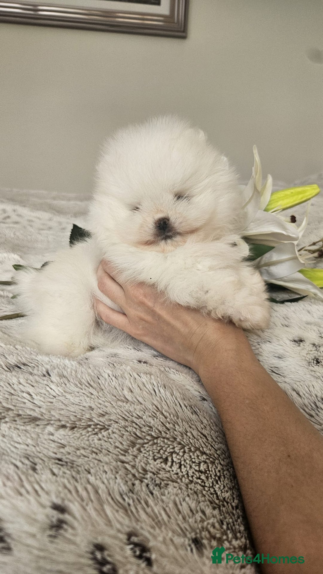 Pomeranian dogs for sale: Little beautiful pomeranians Tamworth  - Advert 8
