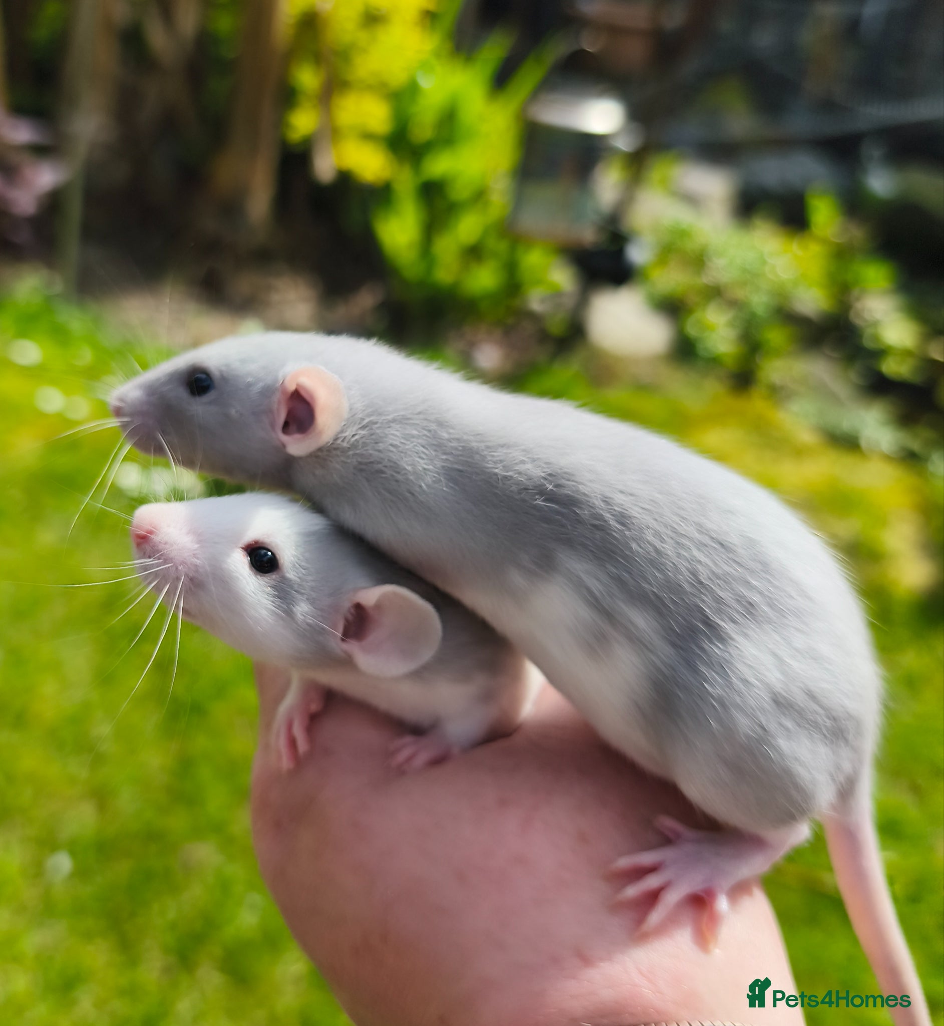 Rat rodents Dumbo male and female blue blazed rats - Advert 12