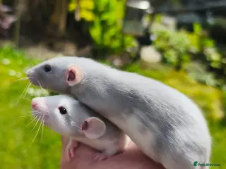 Rat rodents Dumbo male and female blue blazed rats - Advert 12