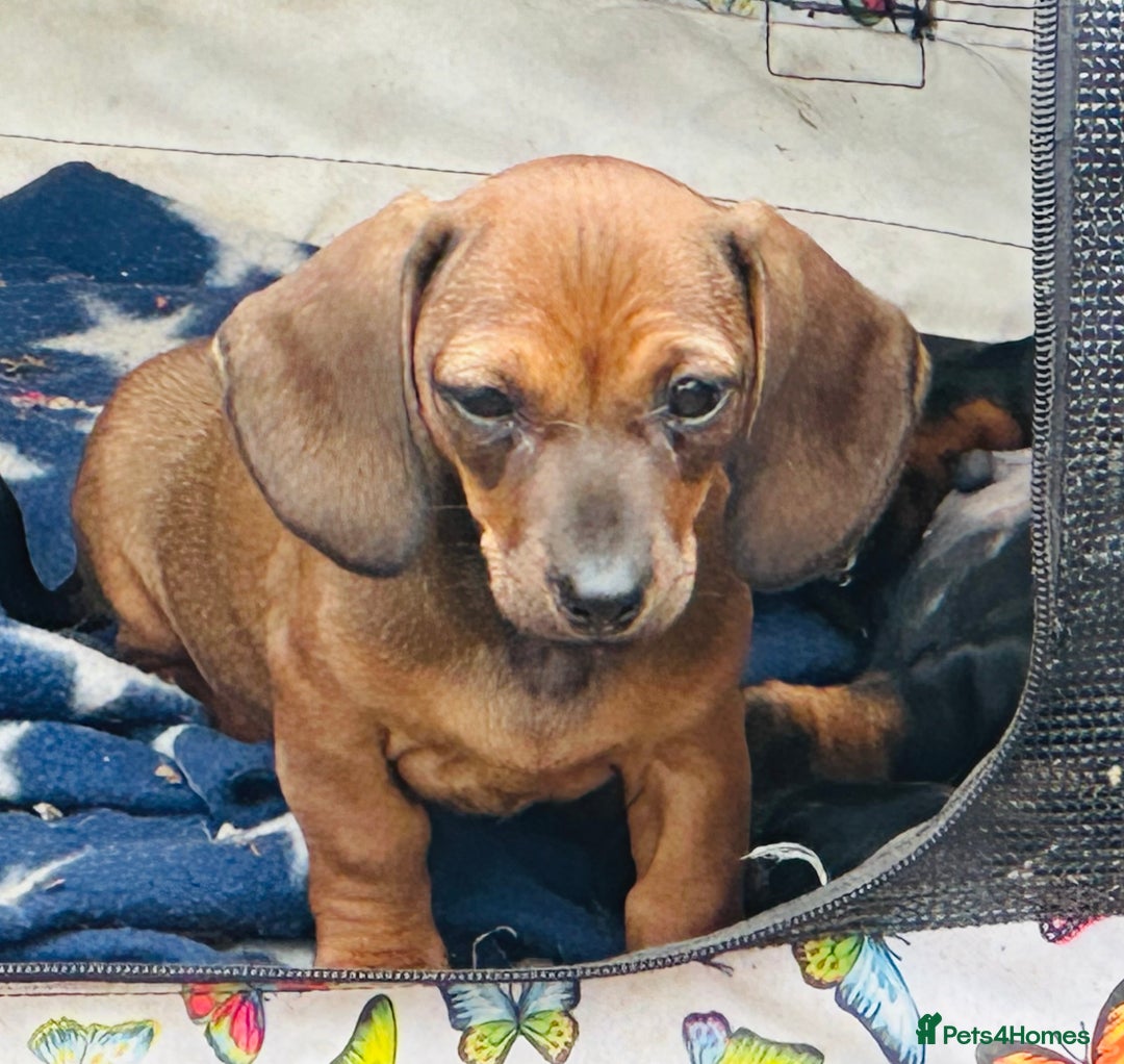 Miniature Dachshund dogs for sale: Wow what a stunning litter - Image 12