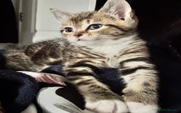 Mixed Breed cats for sale: 2 male kittens 5 month old - Image 5