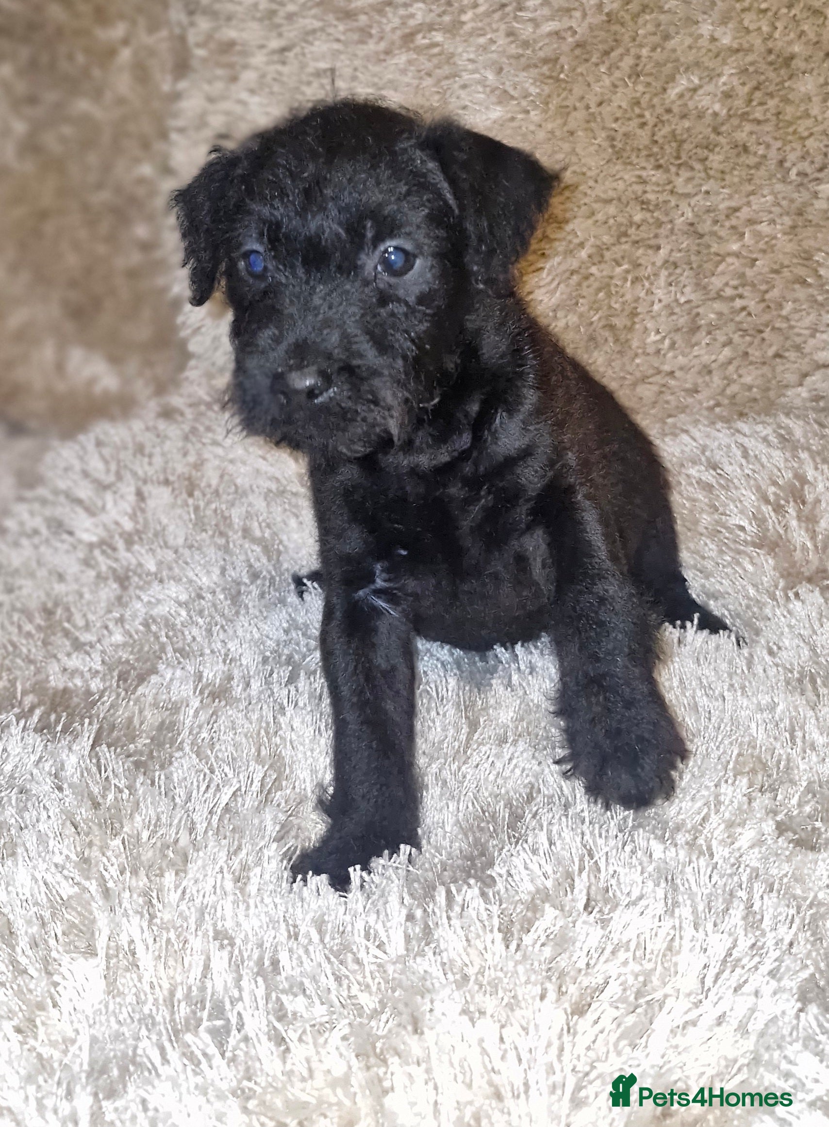 Patterdale Terrier dogs Patterdale terrier pups - Advert 3