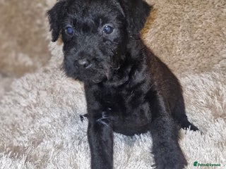 Patterdale Terrier dogs Patterdale terrier pups - Advert 5