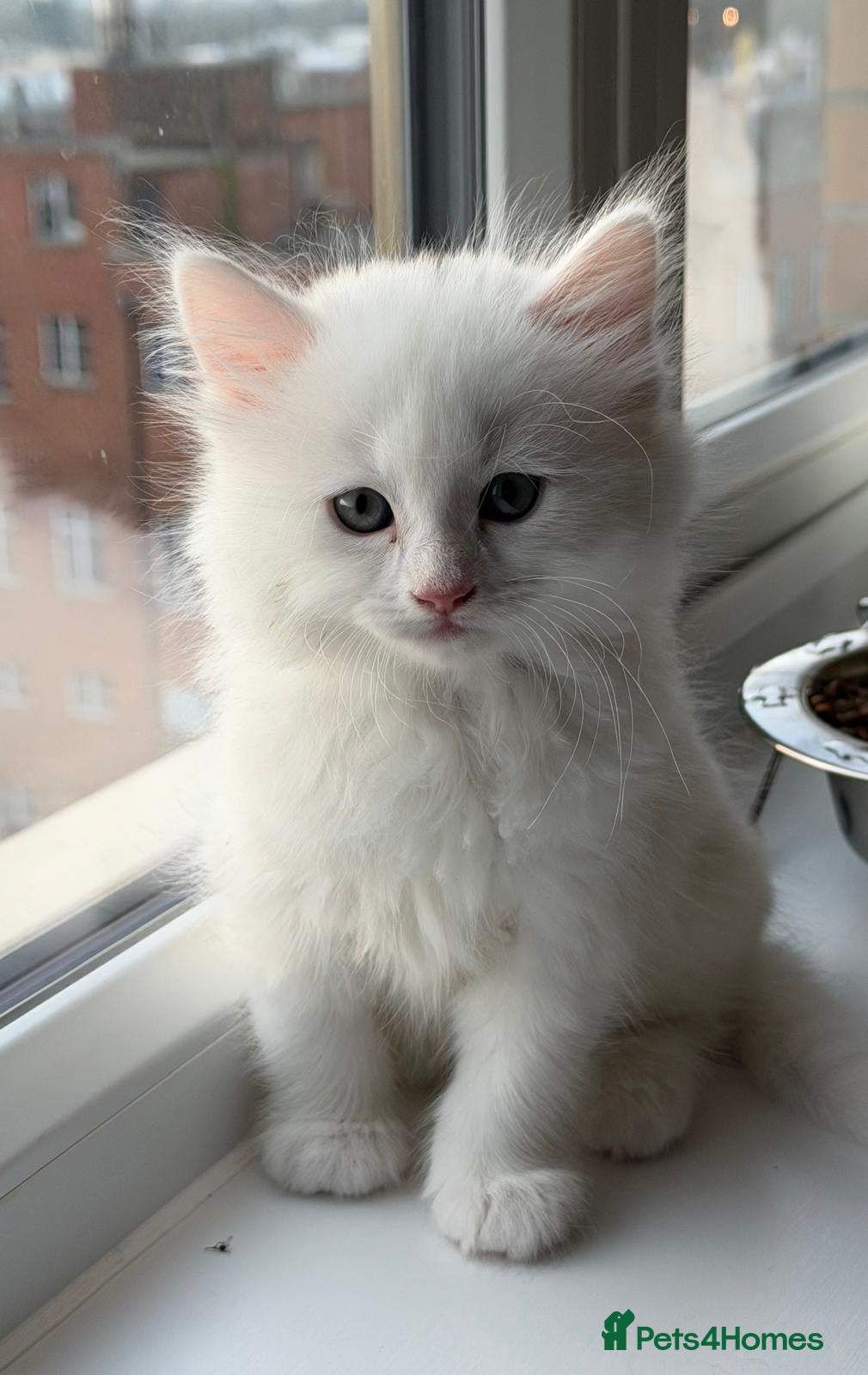 Ragdoll cats for sale: Ragdoll X British Short Hair - Advert 1