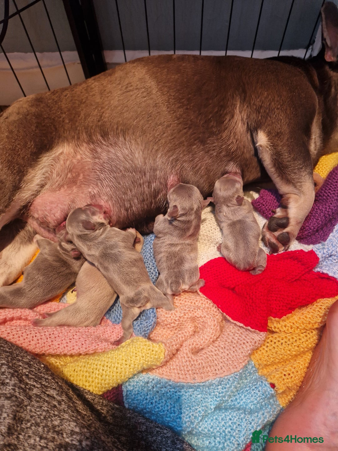French Bulldog dogs for sale: 6 beautiful frenchies  - Image 20