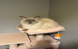 Ragdoll cats for sale: 3 musketeers😍 - Image 3