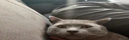 British Shorthair cats for sale: British Shorthair X Bengal (1yo) in Derby - Advert 21