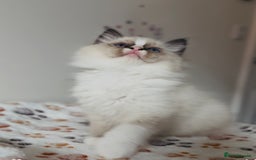 Ragdoll cats for sale: 💙🐾Tica full Pedigree🐾EU Ragdoll 🐱🐾DNA Clear - Image 25