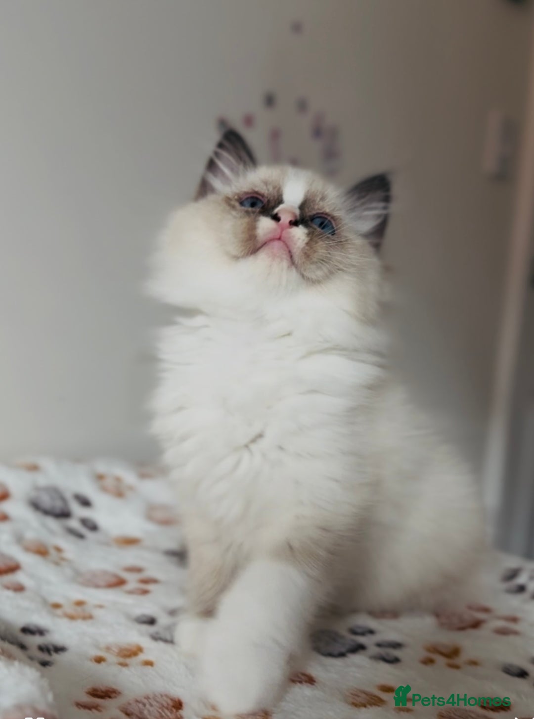 Ragdoll cats for sale: 💙🐾Tica full Pedigree🐾EU Ragdoll 🐱🐾DNA Clear - Image 25