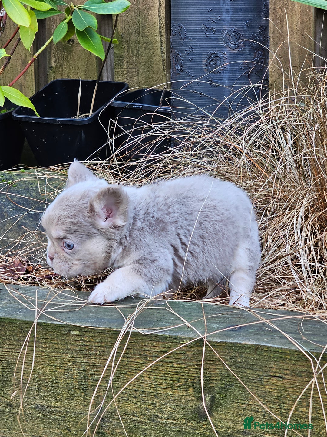French Bulldog dogs for sale: French bulldog pups isabella and tan fluffy  - Advert 3